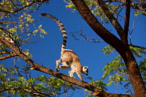 Ring-tailed lemur  (Lemur catta) running along branch, Berenty Reserve, Madagascar.