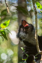 Indri lemur (Indri indi) calling, Andasibe-Mantadia National Park, in Alaotra-Mangoro Region in eastern Madagascar. Critically endangered.