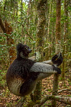 Indri lemur (Indri indri) Andasibe-Mantadia National Park, ilaotra-Mangoro Region, eastern Madagascar. Critically endangered species.