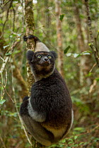 Indri lemur (Indri indri) Andasibe-Mantadia National Park, in Alaotra-Mangoro Region in eastern Madagascar. Critically Endangered species.