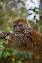 Eastern lesser bamboo lemur (Hapalemur griseus) Andasibe-Mantadia National Park, Alaotra-Mangoro Region, eastern Madagascar.
