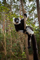 Black-and-White ruffed lemur (Varecia variegata) Andasibe-Mantadia National Park, Alaotra-Mangoro Region, eastern Madagascar. Endangered,
