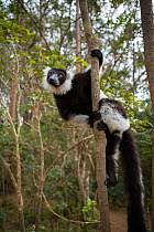 Black-and-white ruffed lemur (Varecia variegata) Andasibe-Mantadia National Park, Alaotra-Mangoro Region, eastern Madagascar. Endangered,