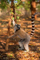 Ring-tailed lemur male (Lemur catta) male scent marking, Berenty Reserve, Madagascar.