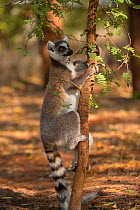 Ring-tailed lemur (Lemur catta) male scent marking tree, Berenty Reserve, Madagascar.