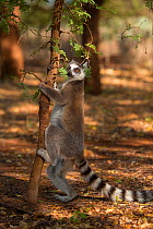 Ring-tailed lemur (Lemur catta) scent marking tree, Berenty Reserve, Madagascar.