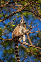 Ring-tailed lemur (Lemur catta) in tree,  Berenty Reserve, Madagascar.