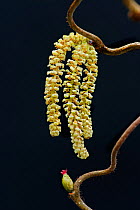 Hazel catkins (Corylus avellana) and female flower, Northern Ireleand.