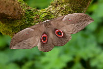 Saturniid moth (Lobobunaea  phaedusa) male, La Lope National Park, Gabon