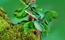 Pope's pit viper (Trimeresurus popeorum) native to northern India, Southeast Asia, and parts of Indonesia.