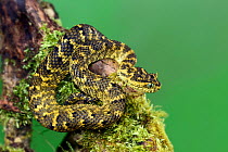 Usambara eyelash viper  (Atheris ceratophora)  captive, occurs in Tanzania.