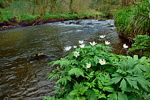 Wood anemone (Anemone nemorosa) by river,  Co. Armagh, Northern Ireland.