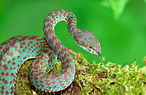 Beautiful pit viper (Trimeresurus venustus)  captive occurs in Thailand.