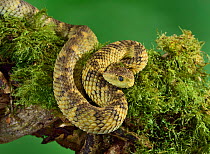 Cameroon bush viper (Atheris broadleyi) captive, occurs in West Africa.