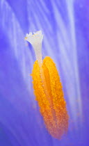 Crocus flower (Crocus sp) close up of stigma and pistil.