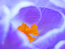 Crocus flower (Crocus sp) stigma - close up.