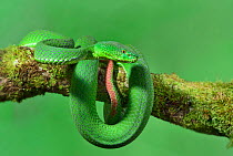 Gumprecht's green pit viper (Trimeresurus gumprechti) captive, occurs in Thailand.