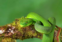 Gumprecht's green pit viper (Trimeresurus gumprechti) captive occurs in Thailand.