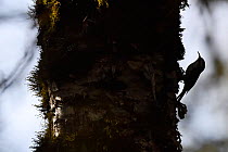 Hodgsons treecreeper (Certhia hodgsoni) silhouetted on tree trunk  in humid montane mixed forest, Laba He National Nature Reserve, Sichuan, China