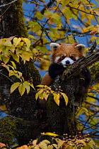 Red panda  (Ailurus fulgens) in tree, Laba He National Nature Reserve, Sichuan, China