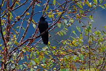 Large-billed crow (Corvus macrorhynchos) in the humid montane mixed forest, Laba He National Nature Reserve, Sichuan, China