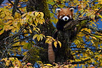 Red panda  (Ailurus fulgens) in the humid montane mixed forest, Laba He National Nature Reserve, Sichuan, China