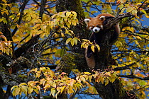 Red panda or Lesser panda (Ailurus fulgens) in the humid montane mixed forest, Laba He National Nature Reserve, Sichuan, China