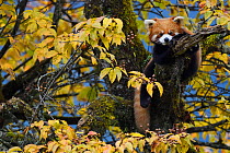 Red panda or Lesser panda (Ailurus fulgens) in the humid montane mixed forest, Laba He National Nature Reserve, Sichuan, China
