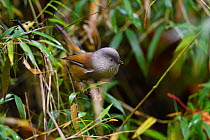 Grey-hooded fulvetta (Fulvetta cinereiceps) montane mixed forest, Laba He National Nature Reserve, Sichuan, China