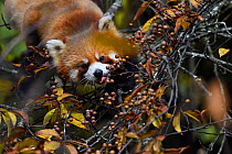 Red panda (Ailurus fulgens) in the humid montane mixed forest, Laba He National Nature Reserve, Sichuan, China