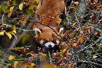 Red panda (Ailurus fulgens) in the humid montane mixed forest, Laba He National Nature Reserve, Sichuan, China