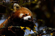 Red panda  (Ailurus fulgens) in the humid montane mixed forest, Laba He National Nature Reserve, Sichuan, China
