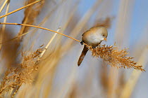 Bearded reedling or Bearded tit (Panurus biarmicus) female in reeds, Qai Dam Basin,  Tibetan Plateau, Qinghai, China