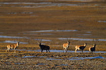 Tibetan antelope or Chiru (Pantholops hodgsonii), Keke Xili, Changtang, Tibetan Plateau, Qinghai, China