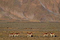 Kiang, (Equus kiang), Wild Yak Valley, Yeniu Gou National Nature Reserve, Tibetan Plateau, Qinghai, China