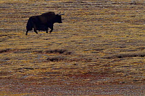 Wild yak, (Bos mutus), Keke Xili, Changtang,Tibetan Plateau, Qinghai, China