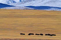 Wild yak herd  (Bos mutus) Keke Xili, Changtang,Tibetan Plateau, Qinghai, China.
