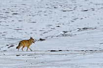 Tibetan wolf (Canis lupus) in snow, Keke Xili, Changtang, Tibetan Plateau, Qinghai, China