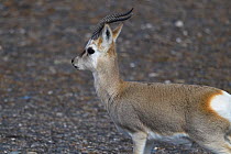 Tibetan gazelle or Goa (Procapra picticaudata), Keke Xili, Changtang, Tibetan Plateau, Qinghai, China
