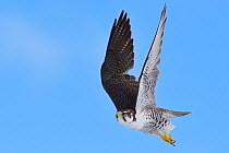 Saker falcon (Falco cherrug milvipes) in flight, Keke Xili, Changtang, Tibetan Plateau, Qinghai, China