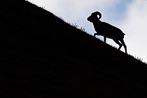 Argali, or Mountain sheep (Ovis ammon) silhouetted, Zhidua, Tibetan Plateau, Qinghai, China