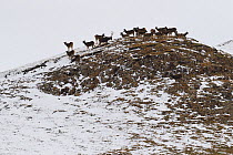 White-lipped or Thorold's deer (Cervus albirostris) herd on mountain, Yushu, Tibetan Plateau, Qinghai, China