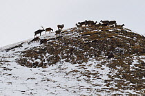 White-lipped or Thorold's deer (Cervus albirostris) herd on mountain, Yushu, Tibetan Plateau, Qinghai, China