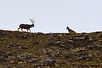 White-lipped or Thorold's deer (Cervus albirostris) stag and hind, Yushu, Tibetan Plateau, Qinghai, China