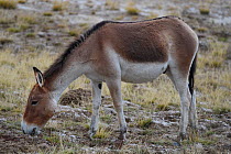 Asian Wild Ass / Kiang (Equus kiang)  near Madoa, Tibetan Plateau, Qinghai, China