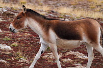 Asian wild ass / Kiang (Equus kiang) in wetlands near Madoa, Tibetan Plateau, Qinghai, China