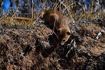 Altai or Mountain weasel (Mustela altaica), Tibetan Plateau, Qinghai, China