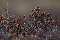 Robin accentor (Prunella rubeculoides), Tibetan Plateau, Qinghai, China