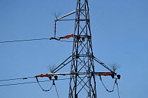 Electricity pylon with bird-protecting spikes, Tibetan Plateau, Qinghai, China