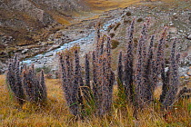Plant (Fabaceae sp) Tibetan Plateau, Qinghai, China